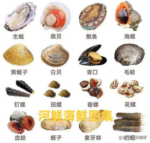 海鲜类品种大全图片缩略图