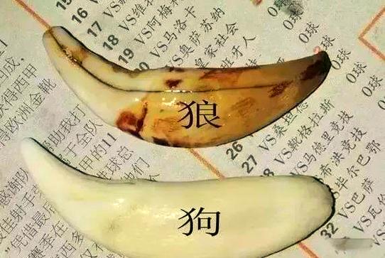 狗牙大的好还是小的好缩略图