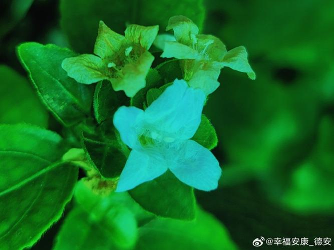 满天星别名游戏截图