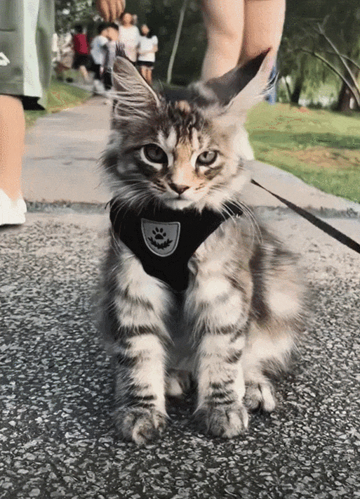 我想养一只猫100字左右缩略图