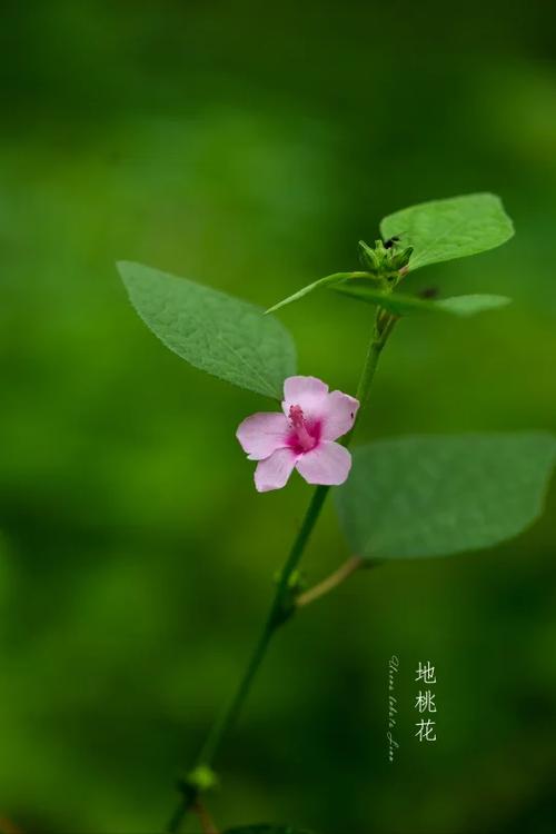 破桃花最有效地方法缩略图
