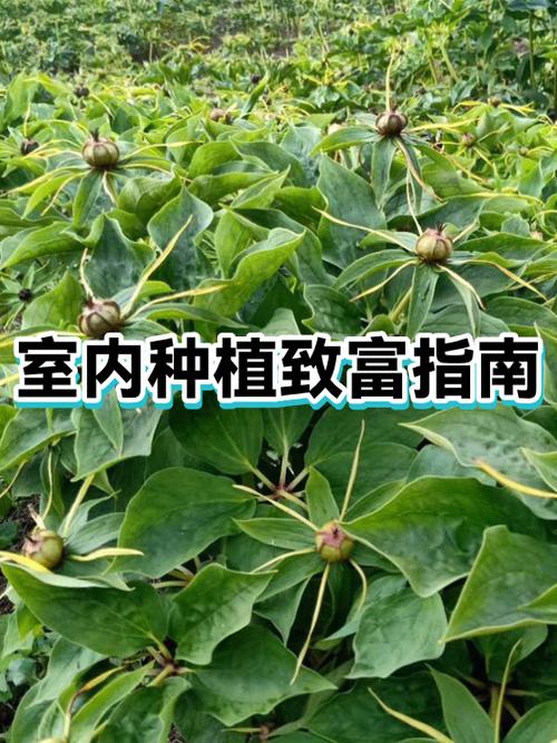 室内养殖致富项目图标