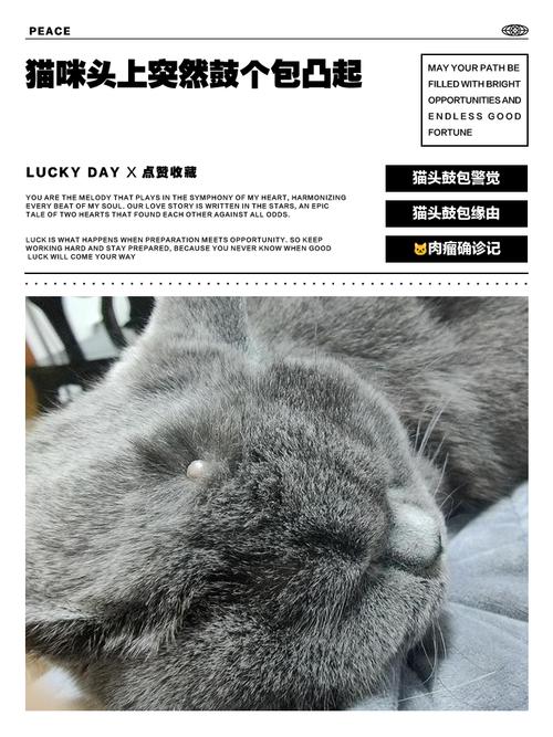 猫头上有个硬的凸起缩略图