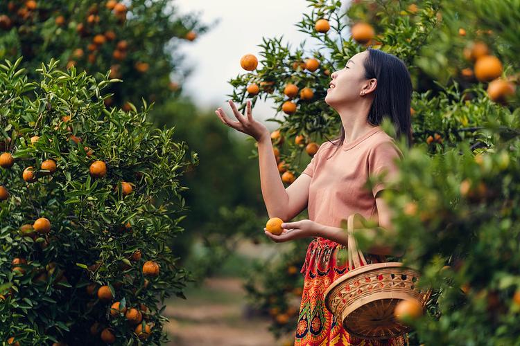 摘桔子的简短句子游戏截图