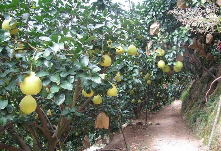 巨型天皇蜜柚品种介绍缩略图