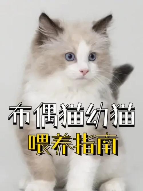 布偶猫放养还是笼子养游戏截图