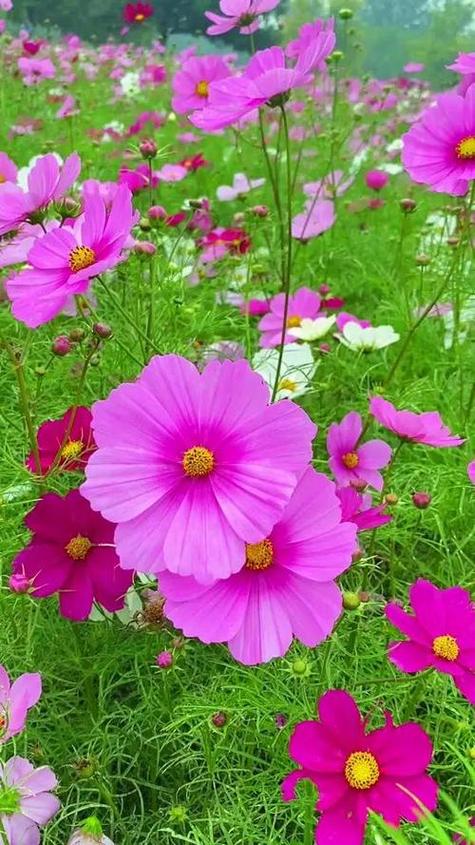 鲜花图片大全真实照片缩略图