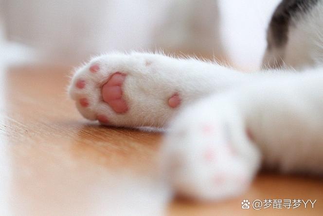 蓝猫爪子肉垫什么颜色缩略图