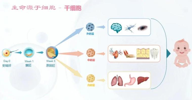 神奇的干细胞缩略图