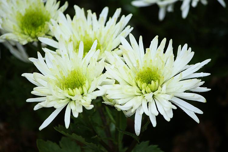菊菊花游戏截图