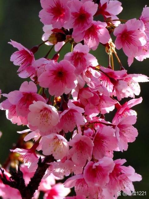 樱花有什么颜色缩略图
