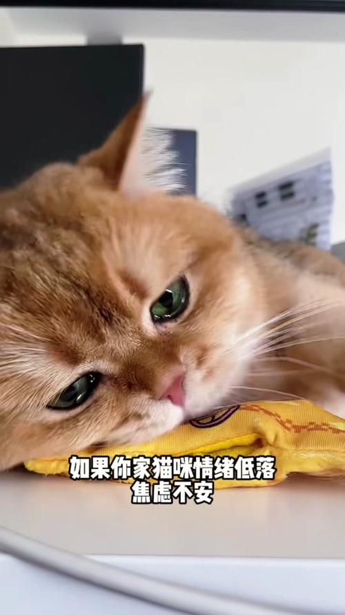 猫咪不吃猫粮怎么办游戏截图