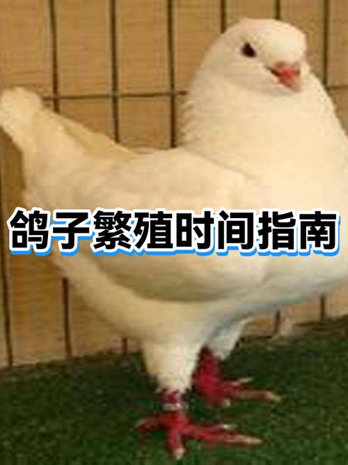 鸽子配对最佳季节缩略图