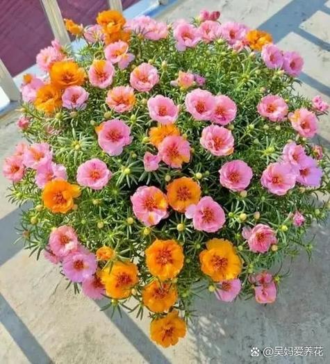 太阳花叫什么缩略图