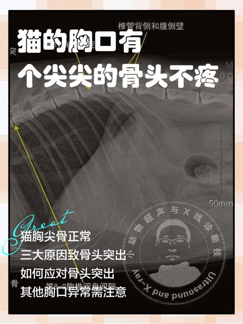 猫的前胸突然有个骨头是凸起的缩略图