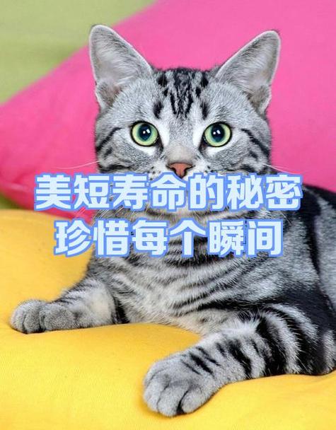 美短寿命一般多少年缩略图