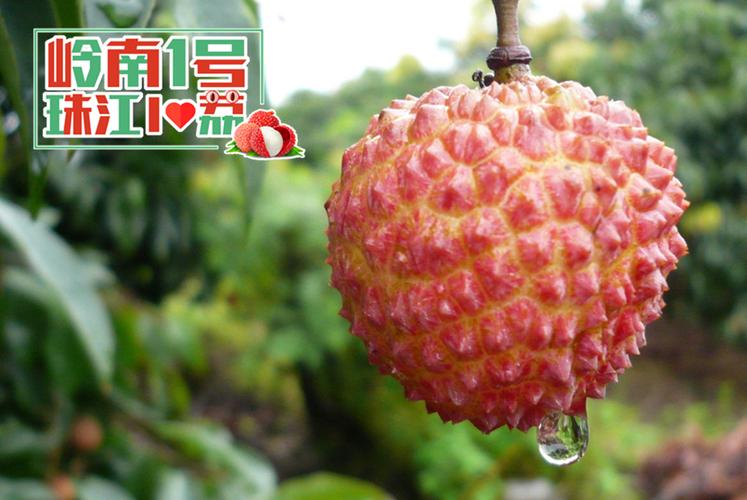 珠江台荔枝网缩略图