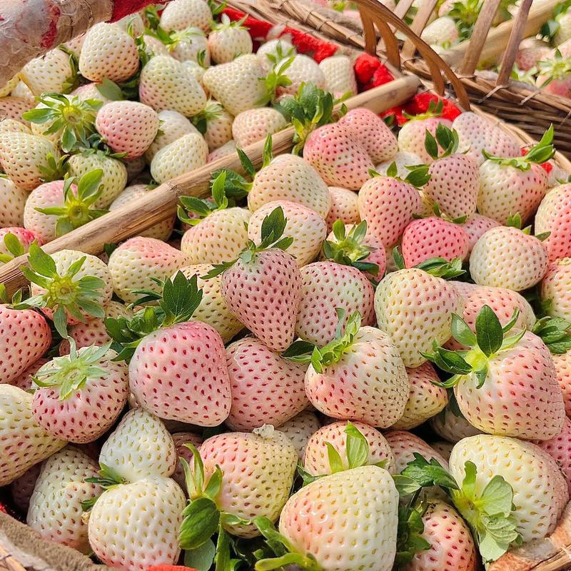 10大最贵白草莓图片缩略图