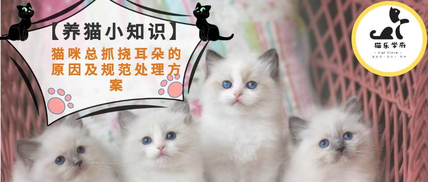 小猫总是抓耳朵怎么回事游戏截图