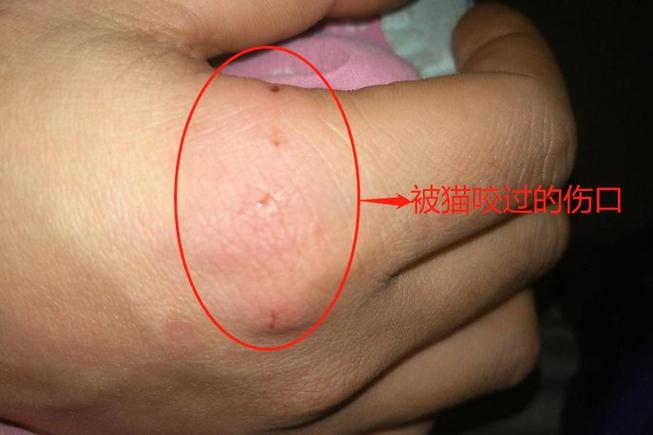 猫咪皮肤破了个口子缩略图
