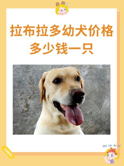 拉布拉多多少钱一只缩略图