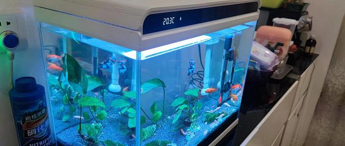 鱼缸可以混合养鱼吗缩略图