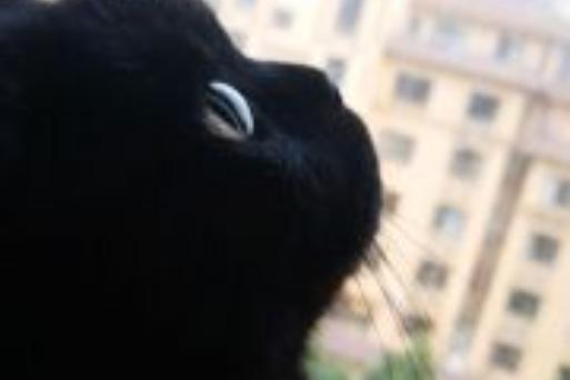 黑猫一般比喻什么人游戏截图