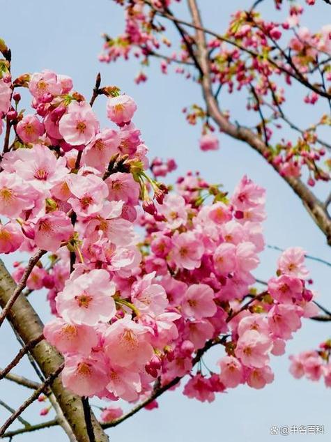 樱花几月份结束缩略图
