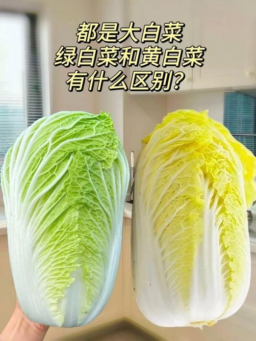 白菜是白色的好还是绿色的好啊游戏截图