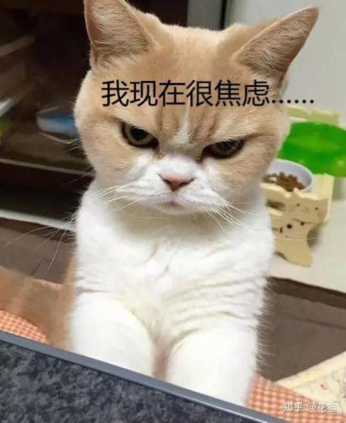 情绪突然崩溃怎么办游戏截图