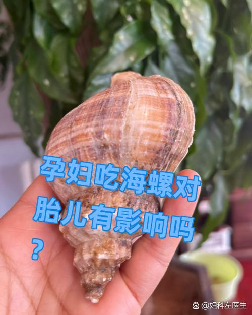 孕妇可以吃海螺吗游戏截图