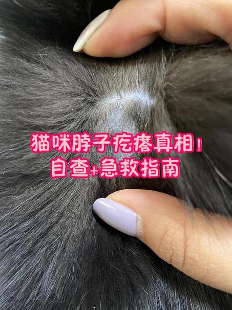 猫身上长了一个肉疙瘩凸起缩略图