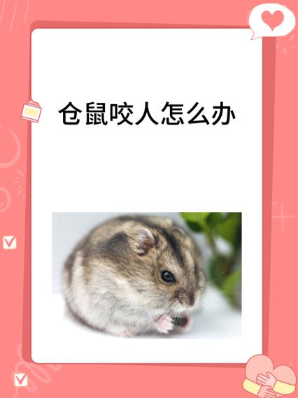 仓鼠咬伤小仓鼠的危害缩略图