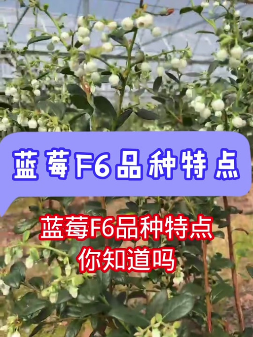 蓝莓什么品种最好吃游戏截图