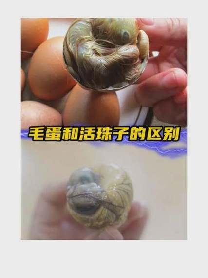 活珠子还是毛鸡蛋好吃缩略图