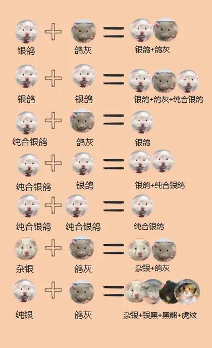如何养金丝熊缩略图
