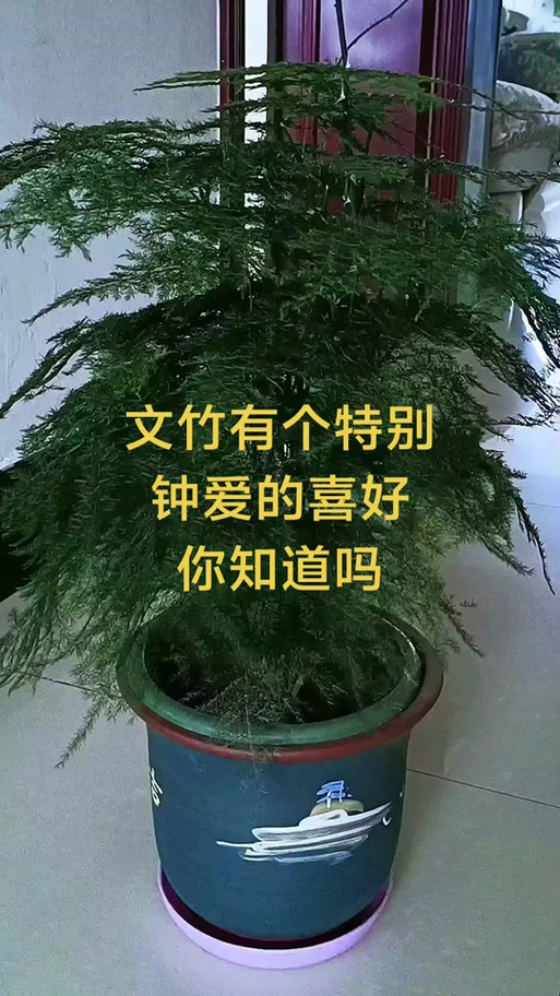 文竹最忌三种属相缩略图