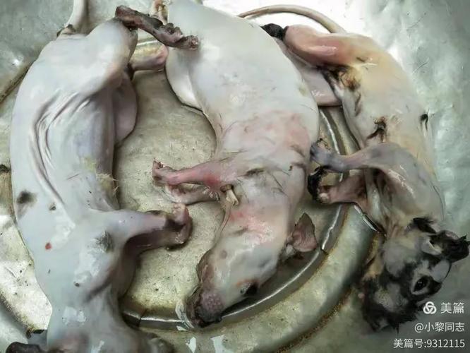 山鼠肉可以吃吗?游戏截图