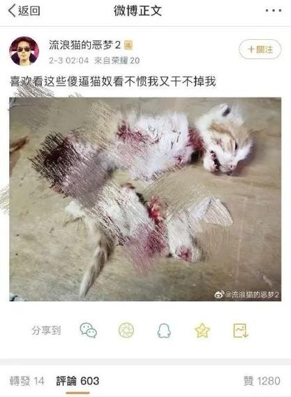 虐猫照片真实缩略图