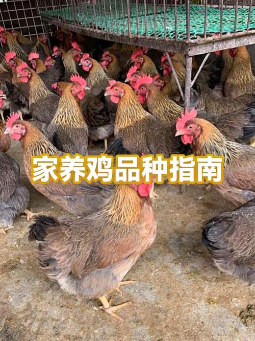 多多牧场养牛好还是养鸡好缩略图