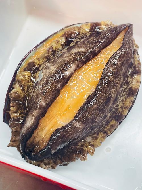 鲍鱼缩略图