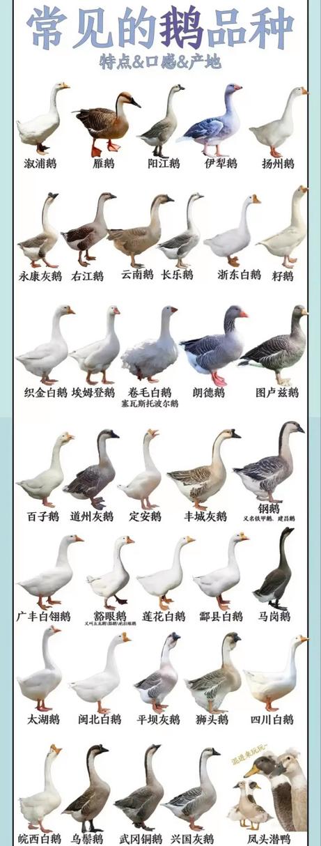 大鹅都有什么品种图标