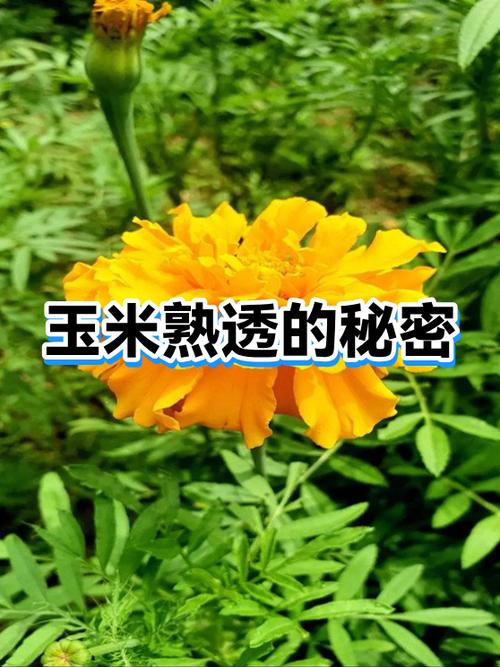 菠萝蜜不香就是没熟吗缩略图