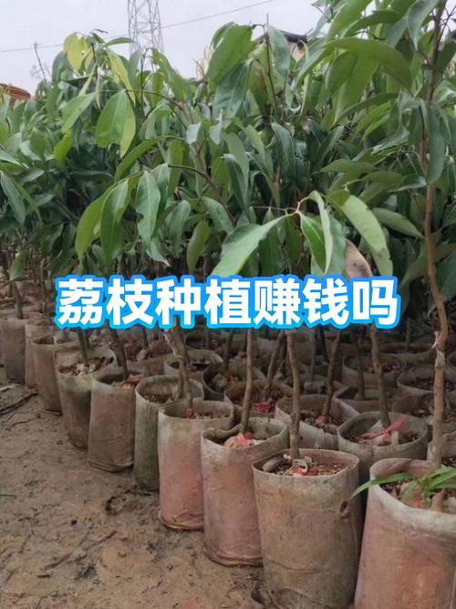 荔枝可以赚钱吗缩略图