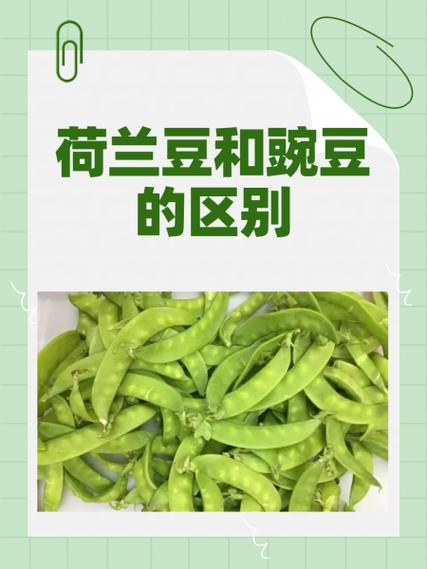 荷兰豆白花和红花的区别缩略图