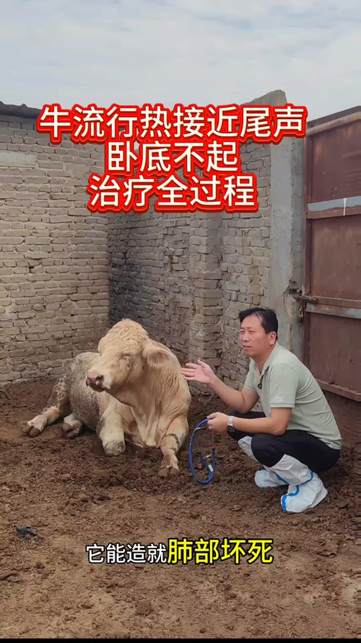 牛流行热病的症状及治疗方法缩略图