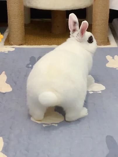 摸兔子尾巴会怎样缩略图
