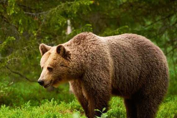 Bear一般指什么人缩略图