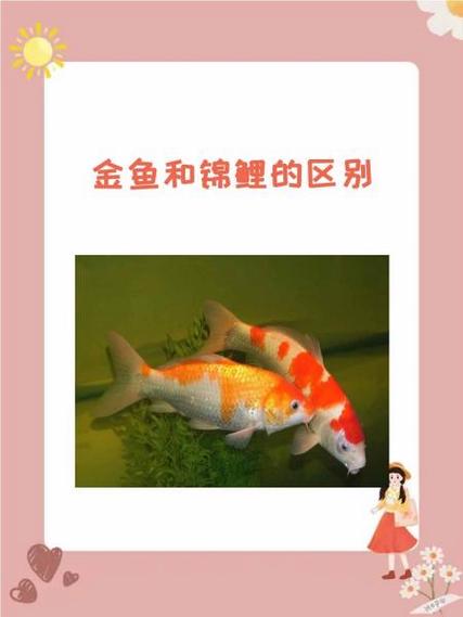 锦鲤鱼食金鱼可以吃吗游戏截图