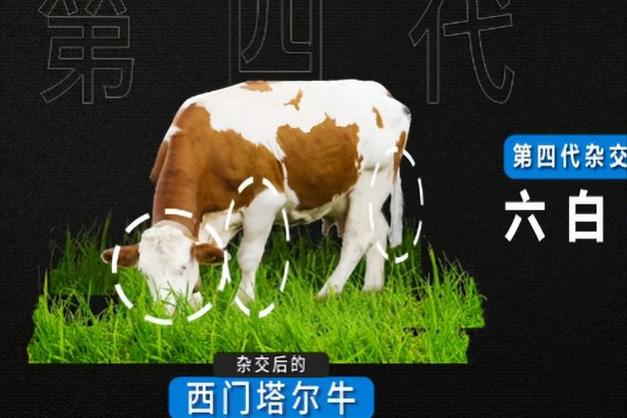 一头牛最多赚多少游戏截图